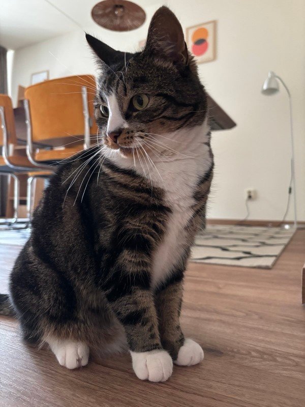 Poes