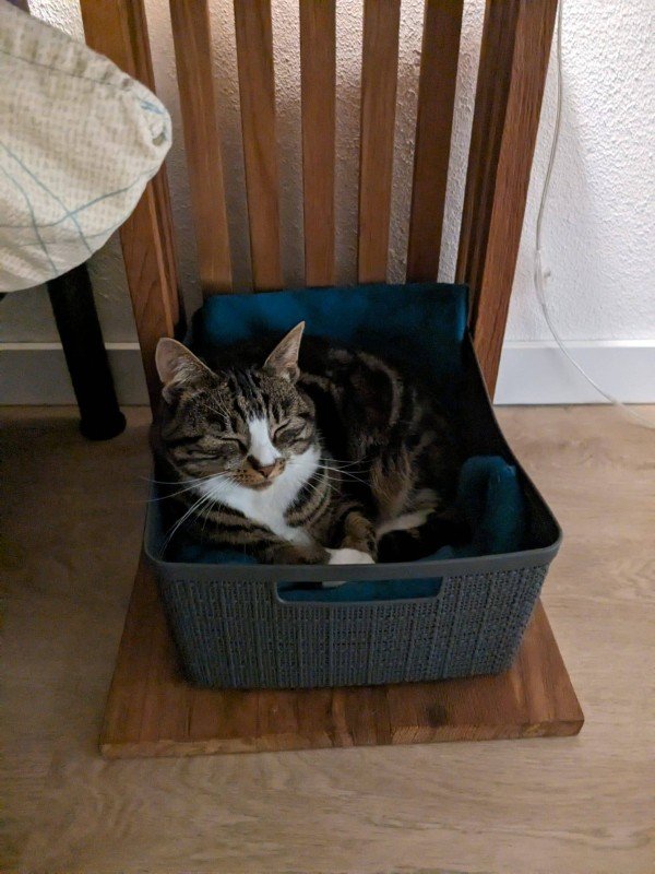 Poes
