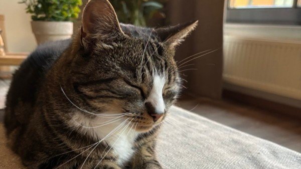 Poes