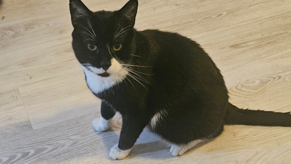 Sjimmie