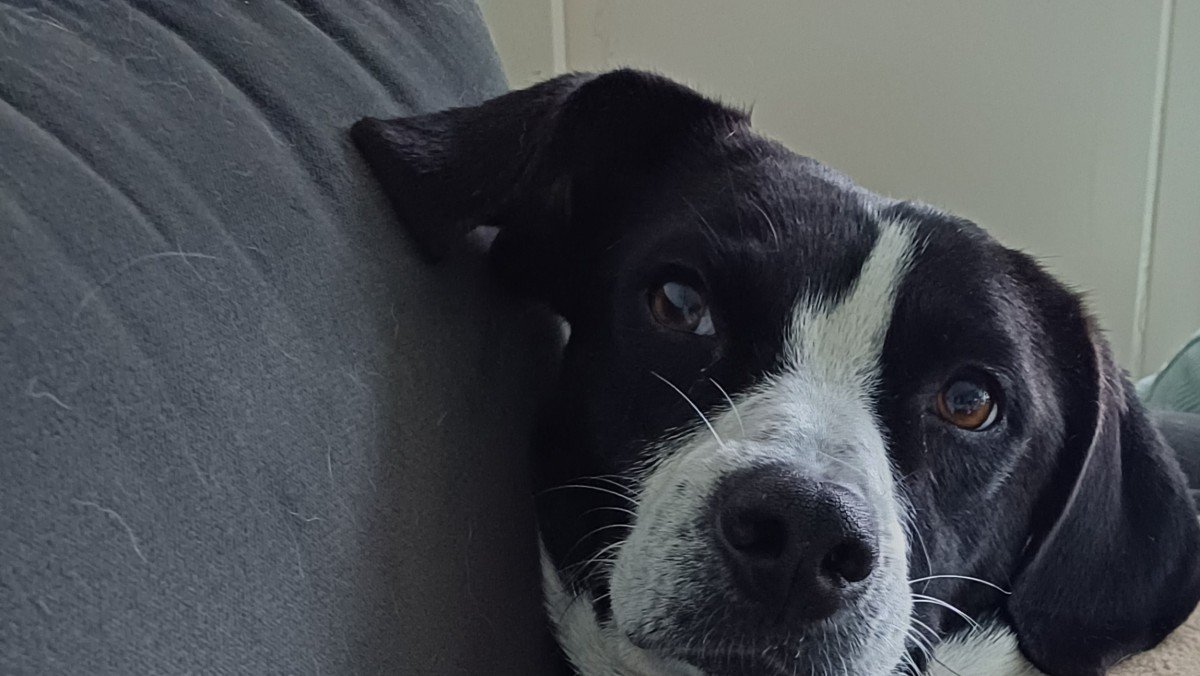 Bella