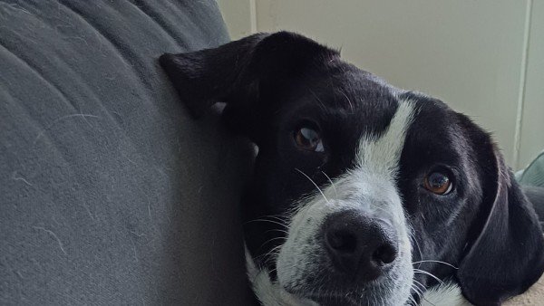 Bella