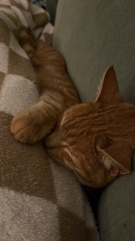 Henri