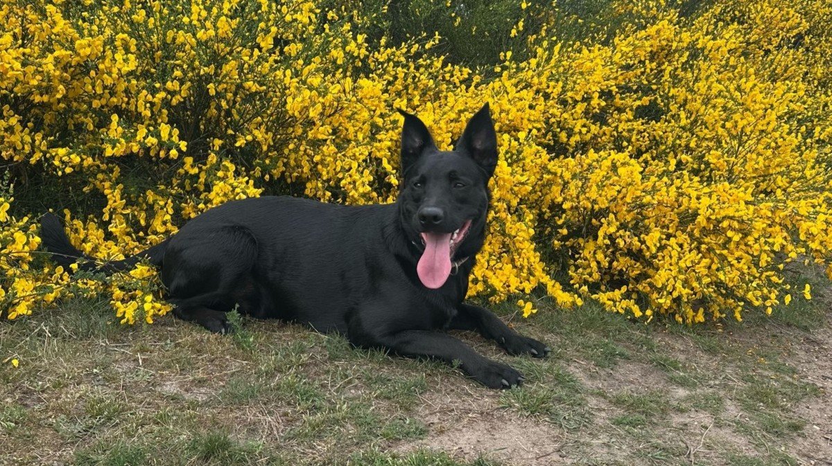 *SPOED* Zorro