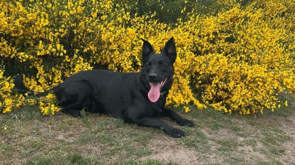 *SPOED* Zorro