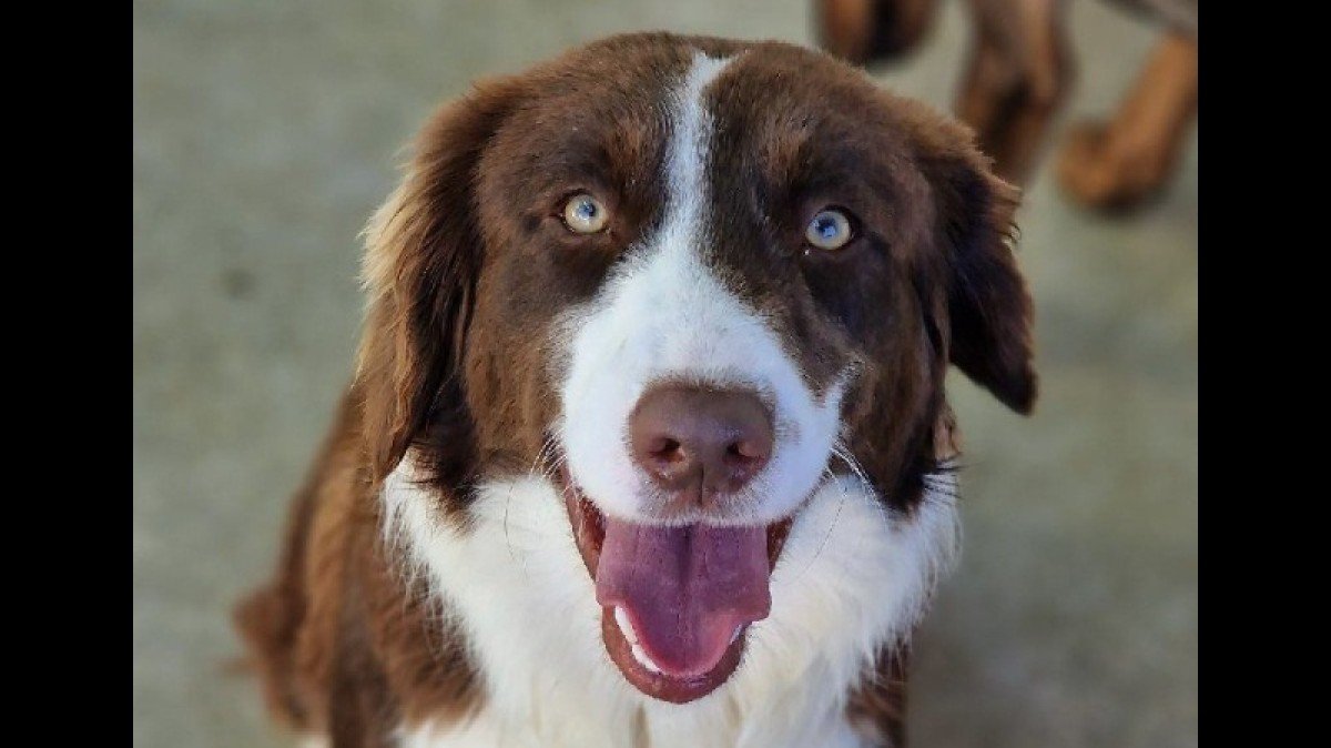 Odie