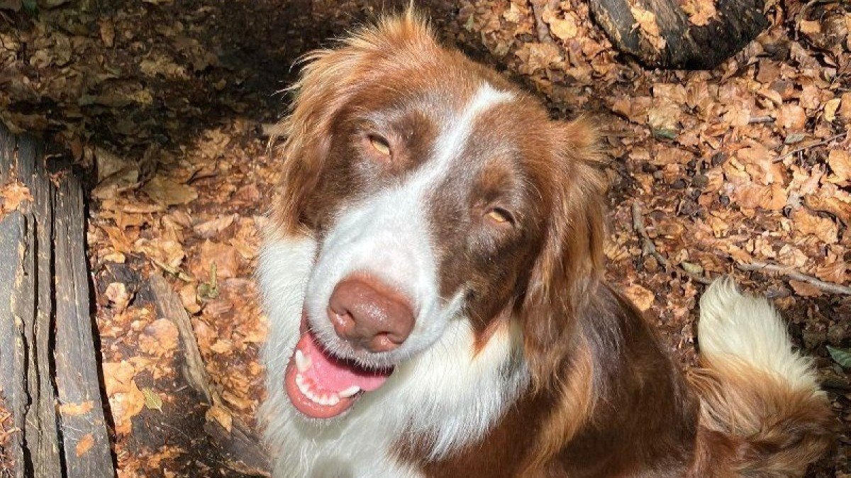Odie