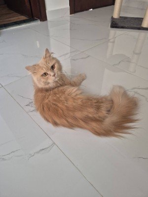 Vivi