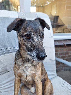 Beau