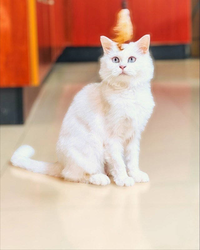 Elsa