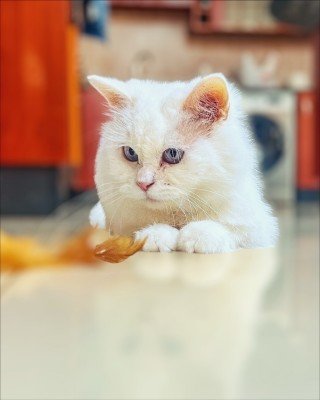 Elsa