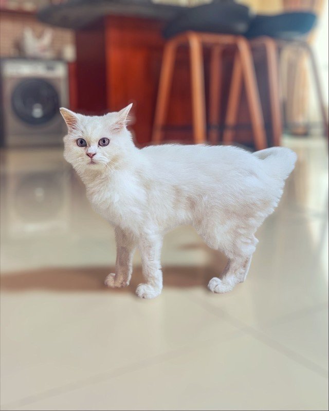 Elsa
