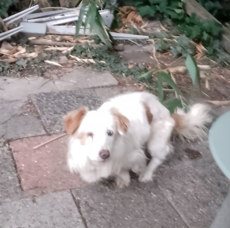 Loekie
