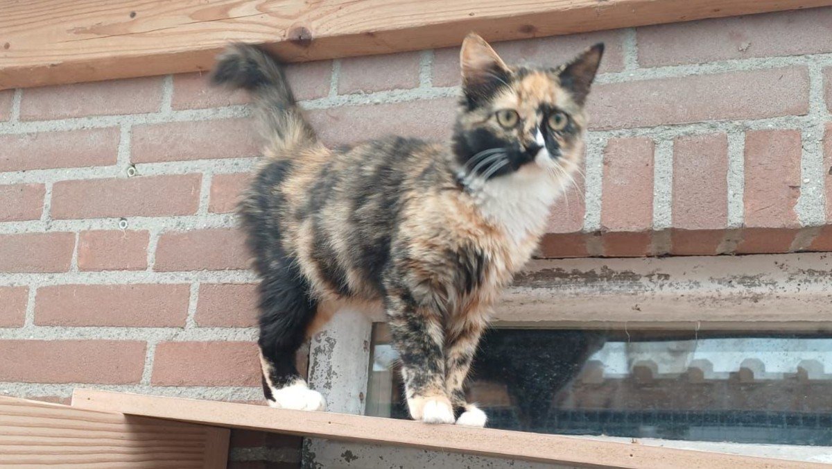 Muis