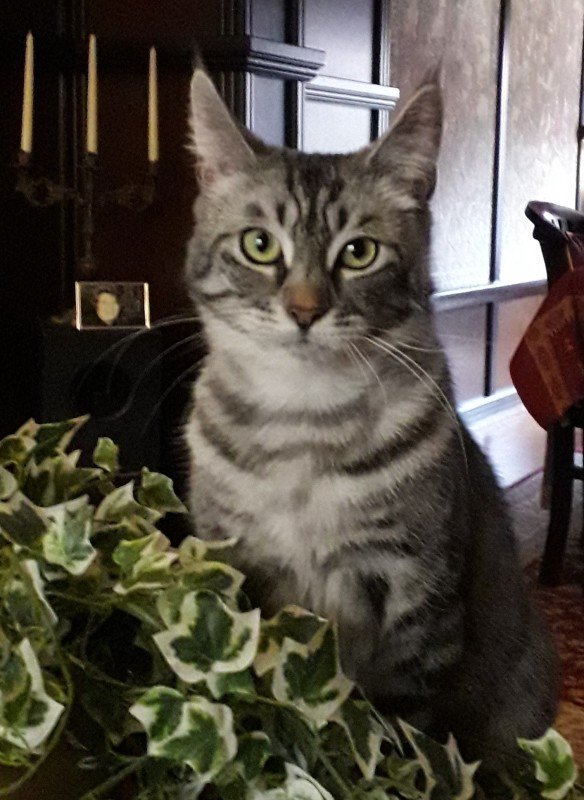 Lilly
