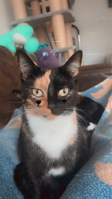 Leyla
