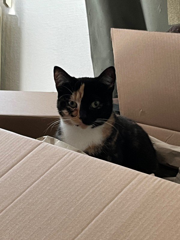 Leyla