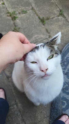Gomez