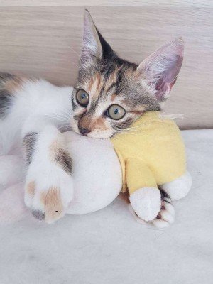 Jaina