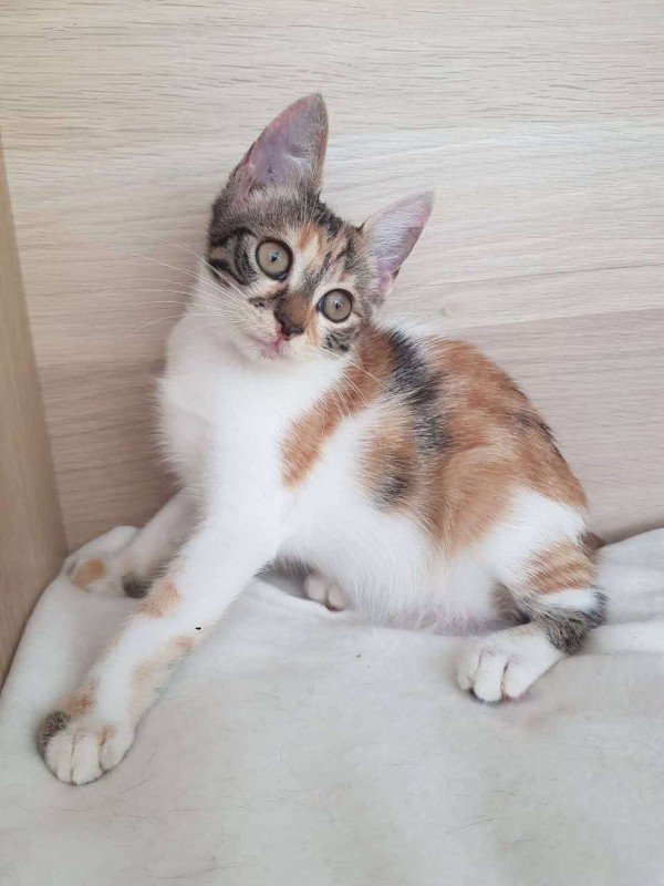 Jaina