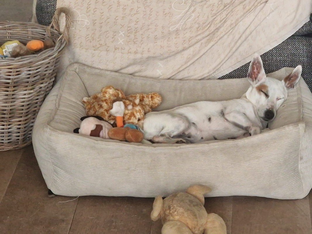 Bella