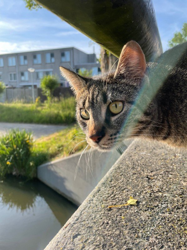 Gijs