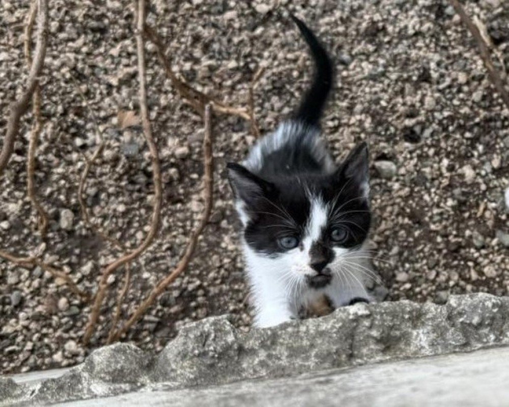 PABLO