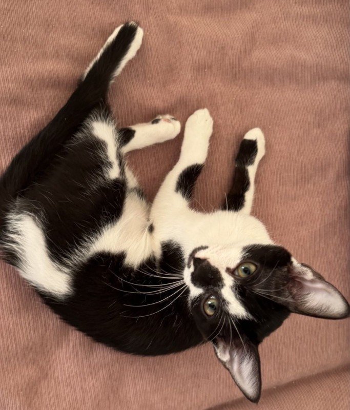 PABLO