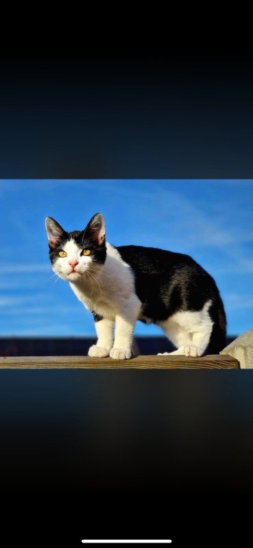 Oreo
