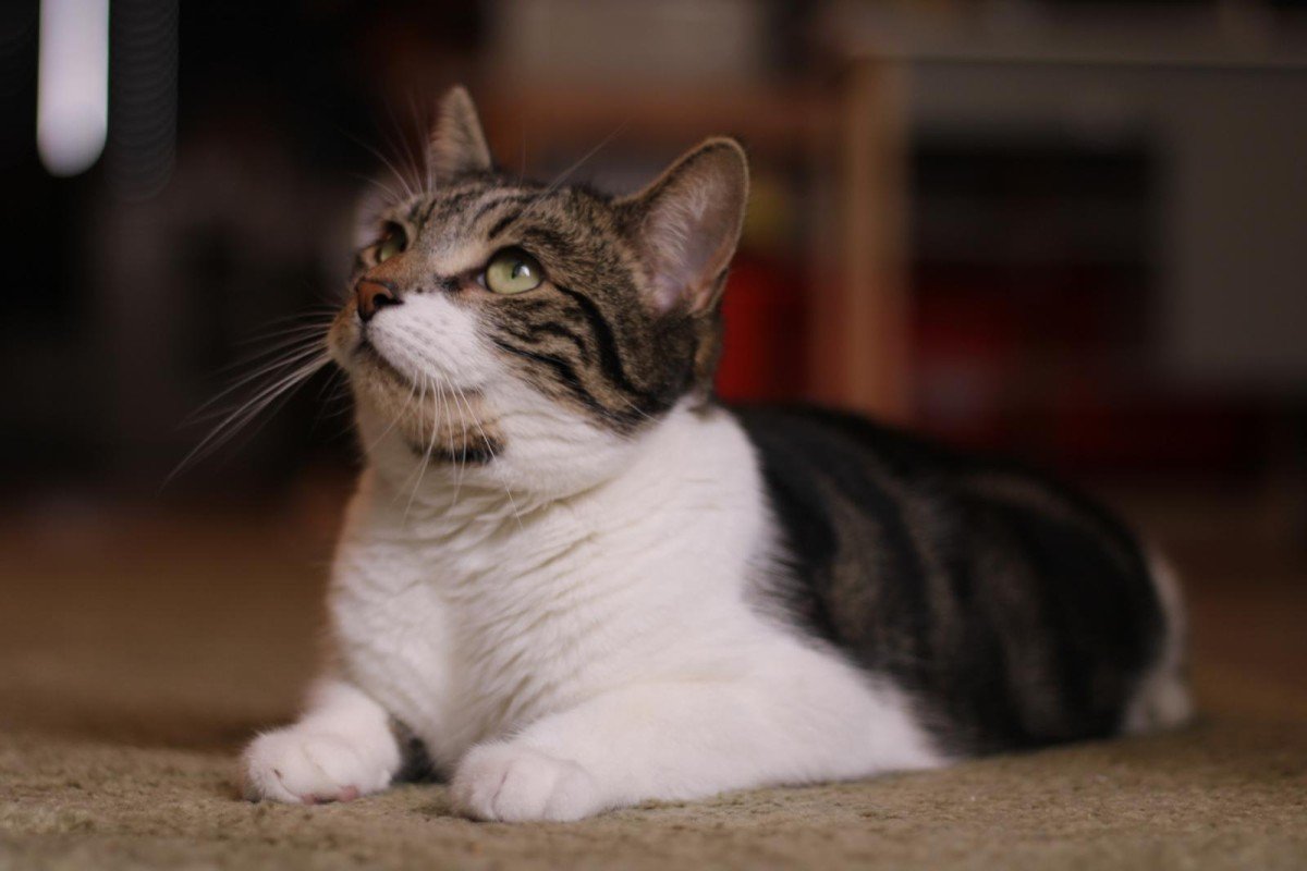 Pip