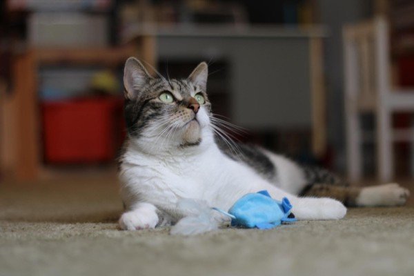 Pip