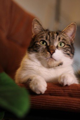 Pip