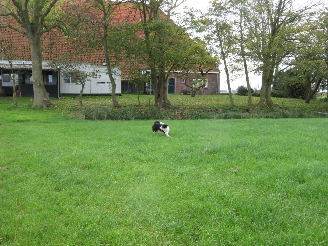 Femke