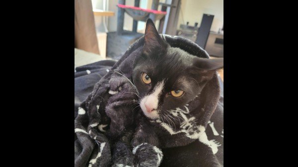Odin