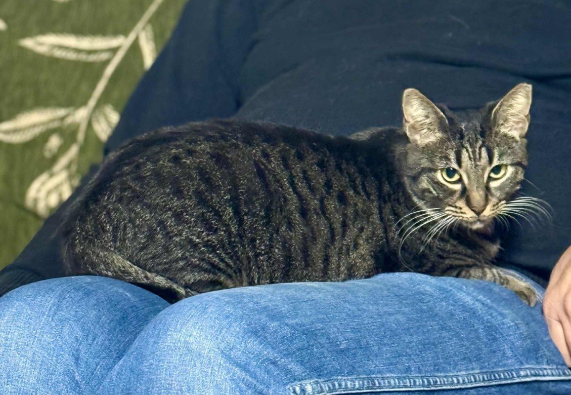 Maya
