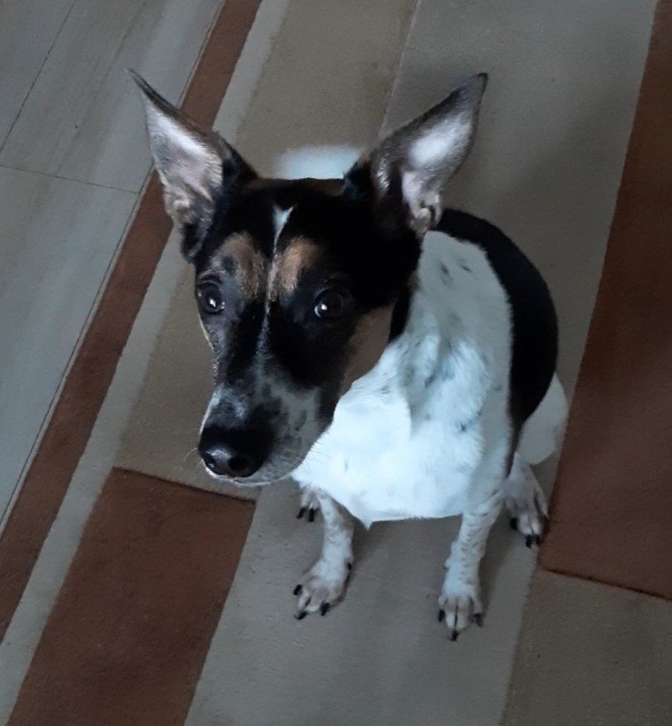 Rocky