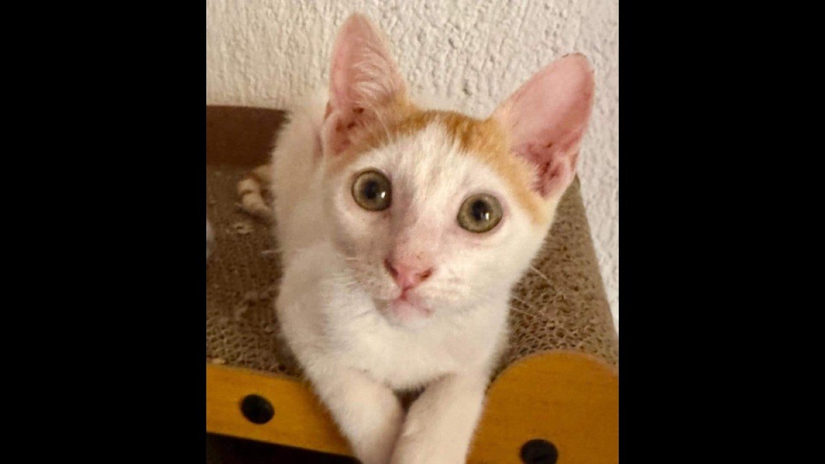 Mitsi