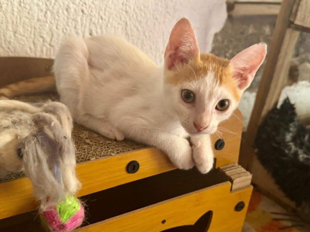 Mitsi