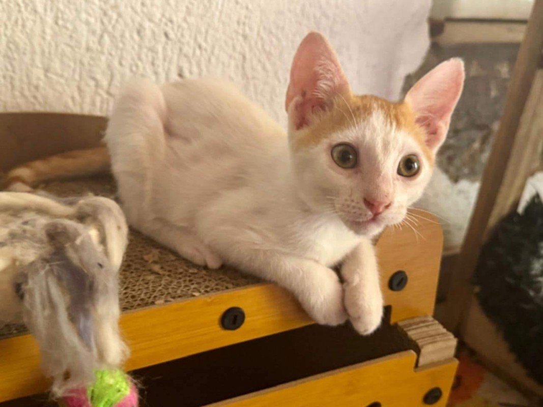 Mitsi