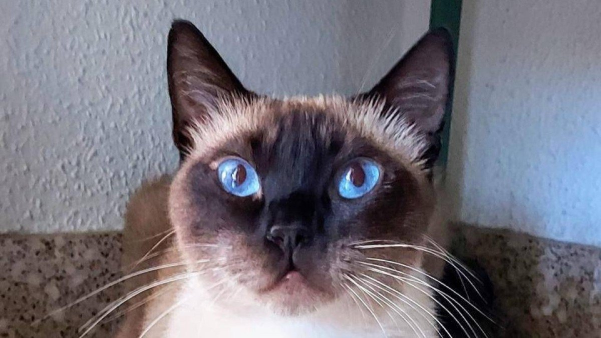 Nina