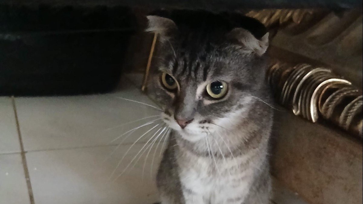 Bonita (Bonnie)