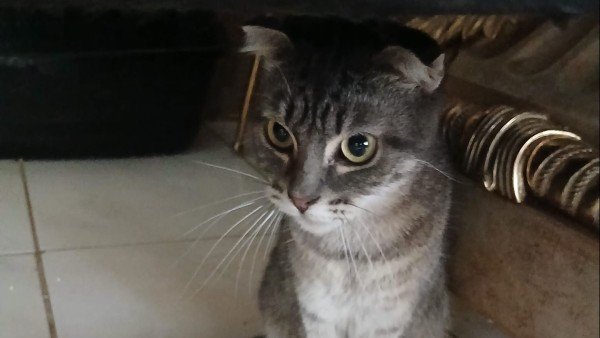Bonita (Bonnie)