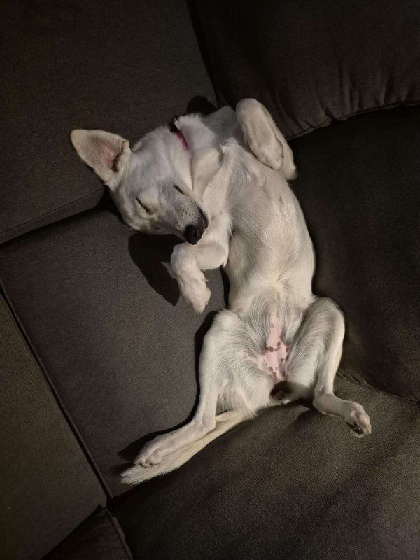 Vlinder