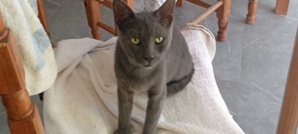 Kevin
