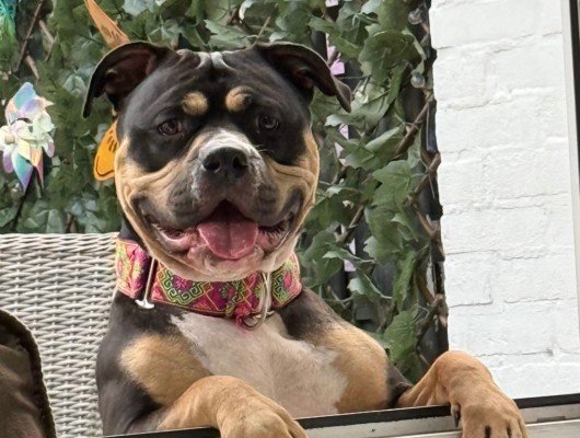 Trixie
