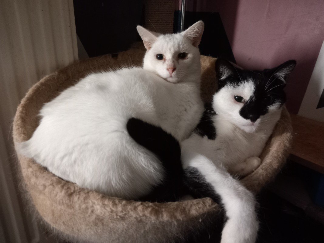Lilo