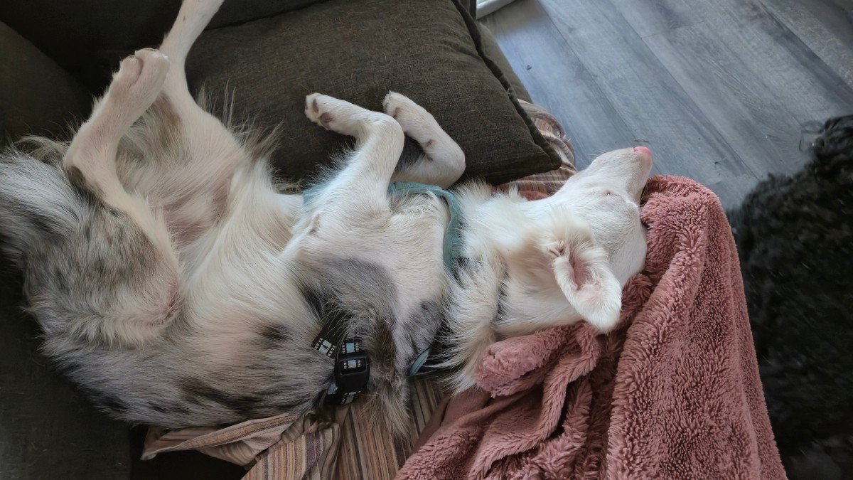 Bolt