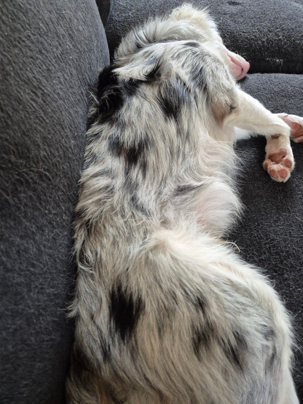 Bolt