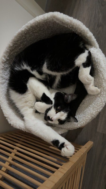 Figaro