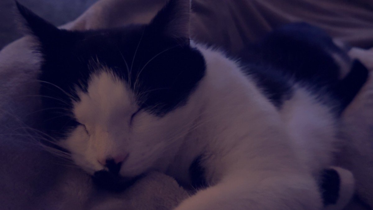 Figaro